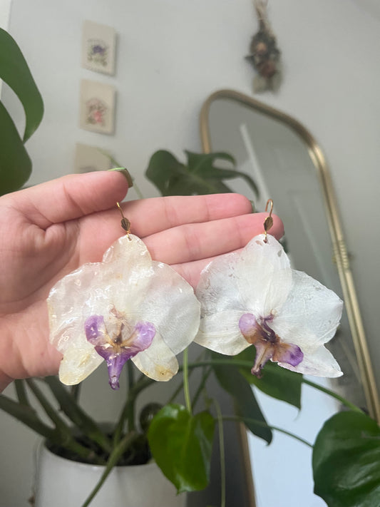 Orchid Pair - white